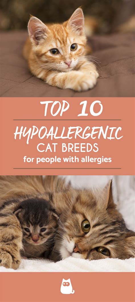 Best Hypoallergenic Cat Food For Skin Allergies Blues Dance