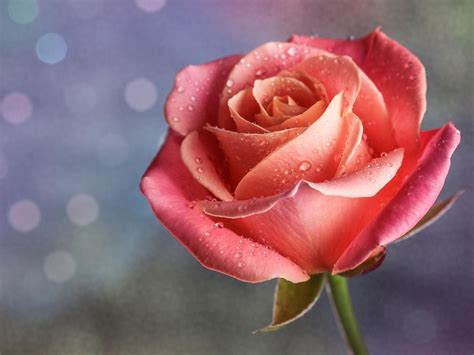 Petals Drops Pink Rose Bud High Resolution Hd Desktop Wallpaper