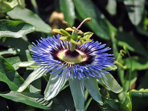 Offensive comments include anything about pimping, about people's moms and scoring women. Growing Passion Flowers (Passiflora)