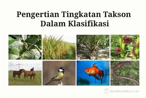 Pengertian Taksonomi Beserta Tingkatan Dan Tujuannya Ilmumbahguru