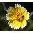 25 Of The Most Beautiful Wildflowers In California – Philipendium 