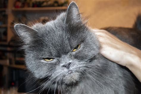 Very Angry Gray Cat Close Up Portrait Stock Photo Image Of Furry