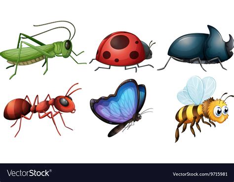 Different Type Insects Royalty Free Vector Image