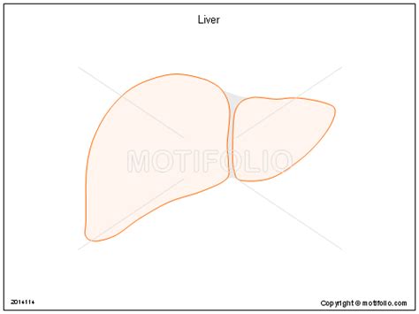 The 2018 update incorporates vascular. Liver Illustrations