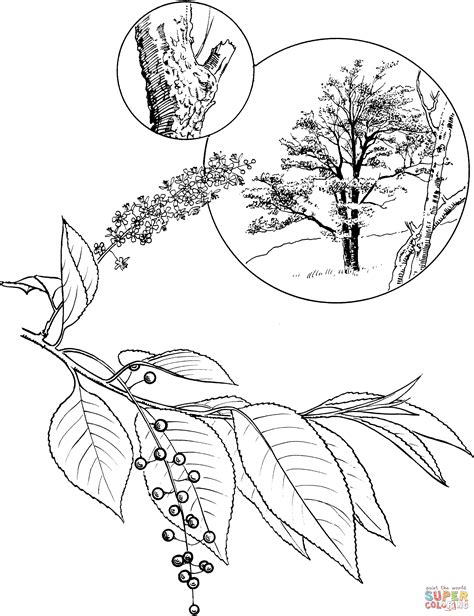 Pdf large cherry blossom template. Cherry Blossom Coloring Pages - Coloring Home