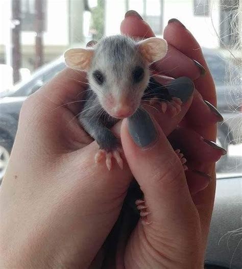 Baby Opossum Opossum Baby