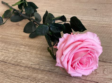Premium Konservierte Rose Lang Erhaltene Rose Langlebige Etsy