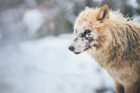 Scars Wolf Stock Photos Free And Royalty Free Stock Photos From Dreamstime