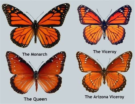 54 Cool Viceroy Butterfly And Monarch Butterfly Mimicry Insectpedia