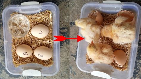 Sunlight Incubator Hatching Result 100 Sunlight Incubator Homemade Incubator Birds Zone