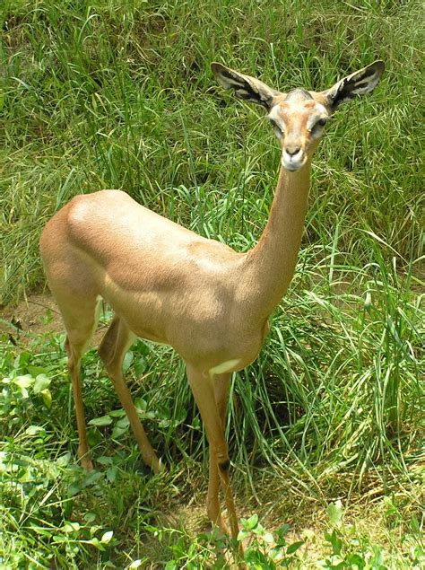 Free Gerenuk Antelope Stock Photo