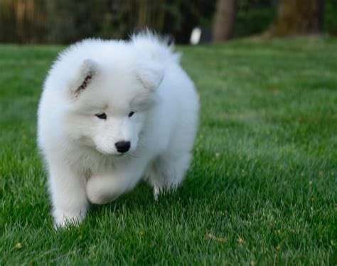 Samoyed Big White Fluffy Dog Breeds L2sanpiero