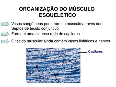 Ppt Tecido Muscular Powerpoint Presentation Free Download Id3960704