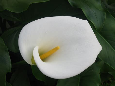 A Tuesday Night Memo The Many Lovely Faces Of Our Calla Lilies