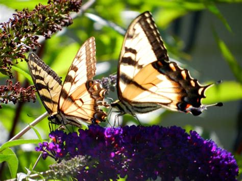Eastern Tiger Swallowtails On A Butterfly Bush In Western New York