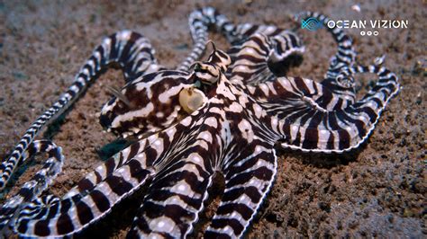 Mimic Octopus Majectic And Camouflaged Youtube