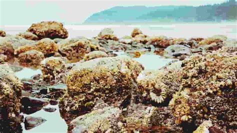What Are Intertidal Zones