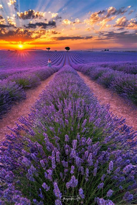 Vẻ đẹp Thơ Mộng Của Những Cánh đồng Hoa Lavender ở Pháp Thủ Tục Visa