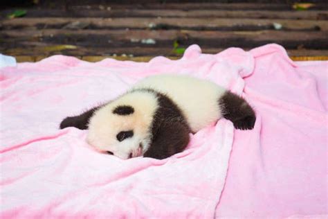 Cute Baby Panda Sleeping Baby Panda Panda Sleeping Panda