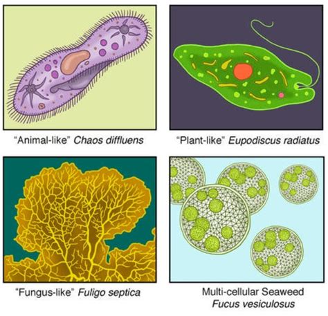 Protist Definition And Examples Biology Online Dictionary