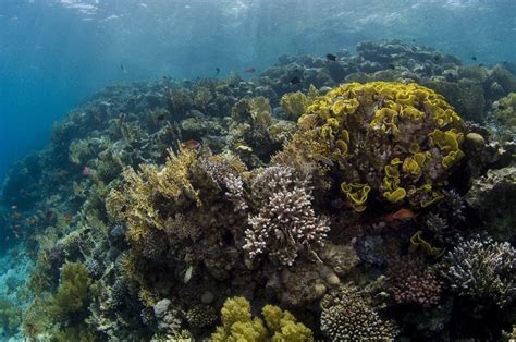 Coral Reefs Red Sea — Coral Reef Image Bank Sea Coral Coral Reef Reef