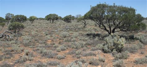 Rangeland Inventory And Condition Survey Of The Nullarbor Region