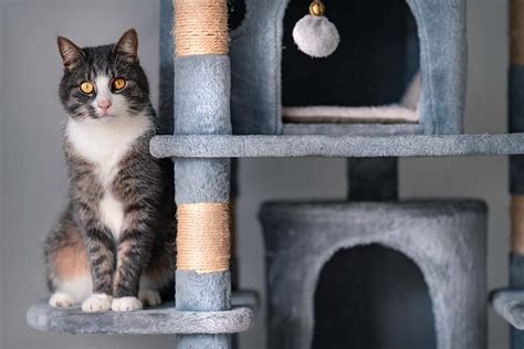Feline Design What Cats Want From Furniture Fear Free Happy Homes