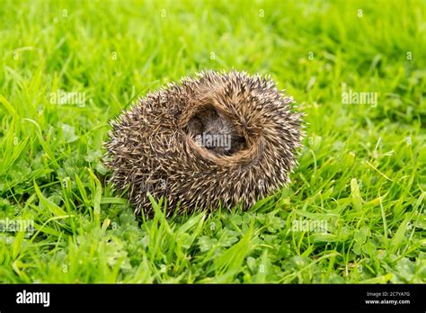 Hedgehog Scientific Or Latin Name Erinaceus Europaeus Juvenile Wild