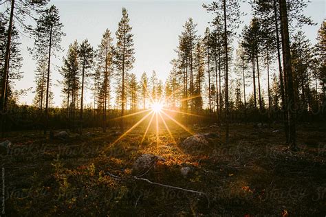 Sunset Sun Shining Through Tall Trees In Forest By Stocksy