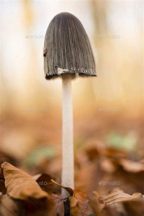 Mushroom With Black Cap Stock Photo By Alessandrozocc Photodune