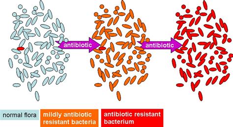 Antibiotic Resistance Diphtheria