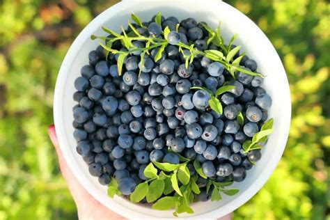 Wild Berries And Fruit Foraging Guide Nature Roamer