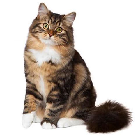 Siberian Forest Cat Cat Breed History And Some Interesting Facts