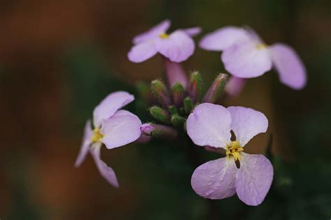 Geranium Selective Focus Photography Of Pink Petaled Flower Plant Image