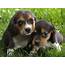 Wallpapers And Pictures Of Cute Puppies  Nice Animals 3D