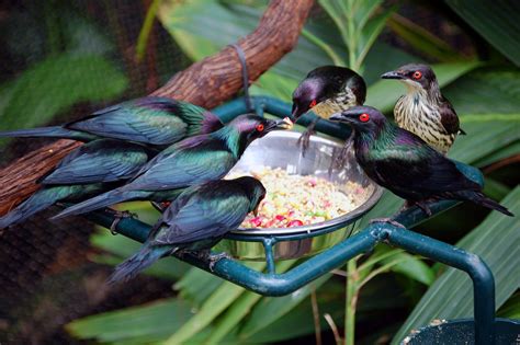 Metallic Starling Bird Species Guide Tetepare · Inaturalist