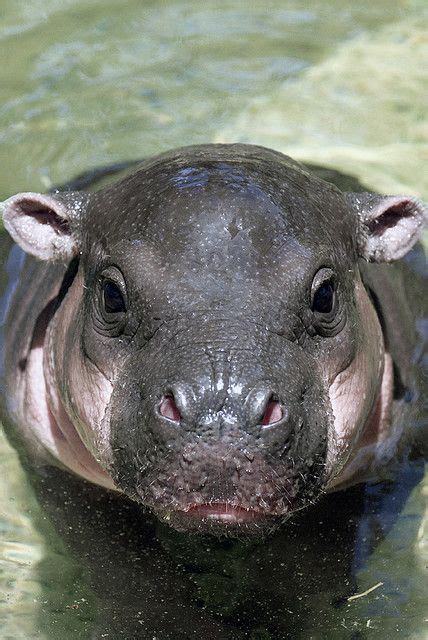 Monifa Swimming Baby Hippo Cute Hippo Pygmy Hippopotamus