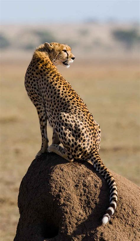 Cheetah Acinonyx Jubatus Lifestyle Diet And More Wildlife Explained