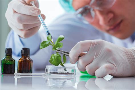Research Areas In Plant Biotechnology Science Of Healthy