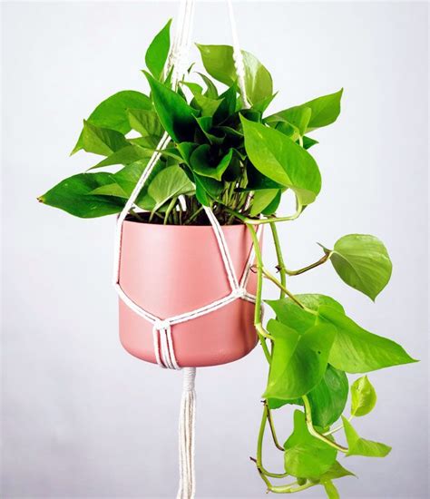 10 Different Types Of Pothos For Your Garden Pothos Varieties Plant