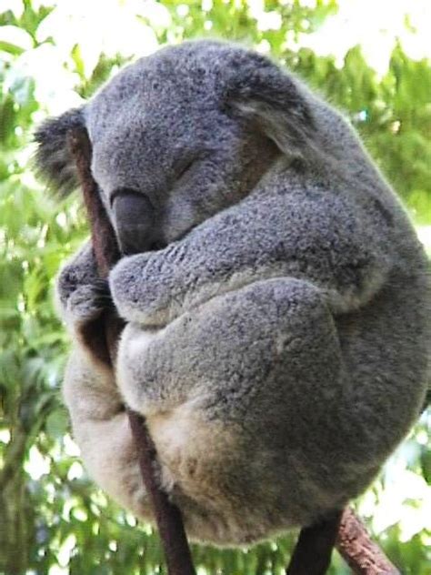 Oh My Goodnesspudgy Koala Cute Animals Fluffy Animals Animals
