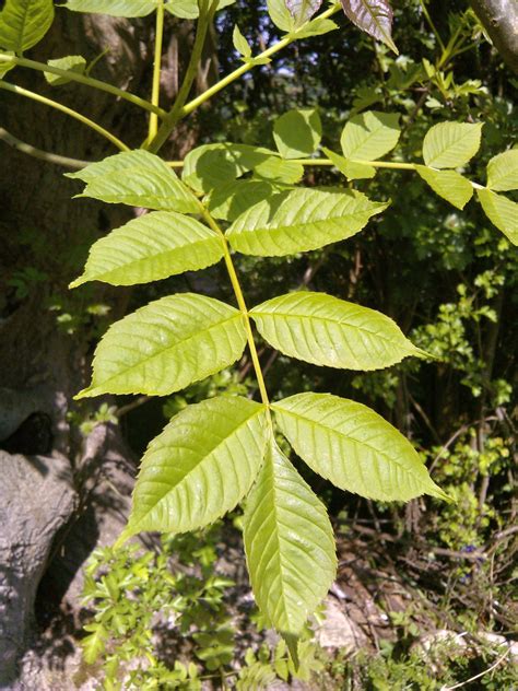 Ash Tree