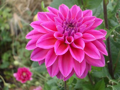 Pink Dahlia Flower Hd Wallpaper Download For Mobile 1920x1200