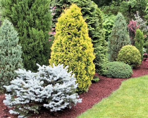 Sneak Preview Of A Conifer Garden On An American Conifer Society Tour
