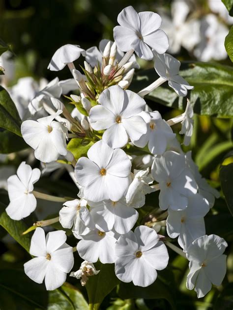 Oderings Garden Centres Perennials Phlox White Admiral