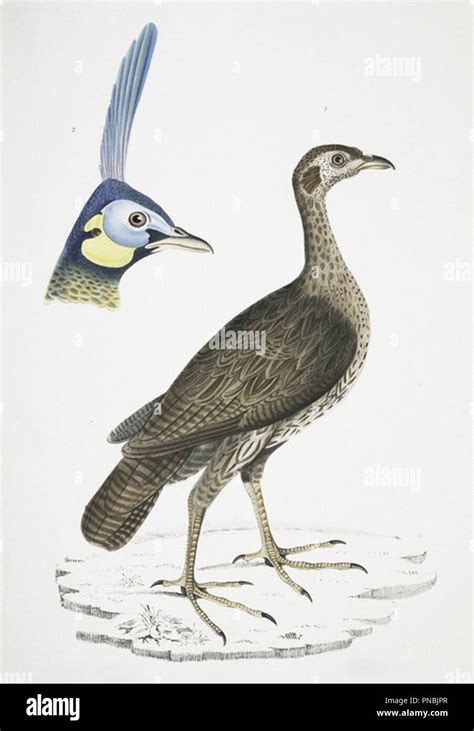 Pheasant Species Illustration Stock Photo Alamy