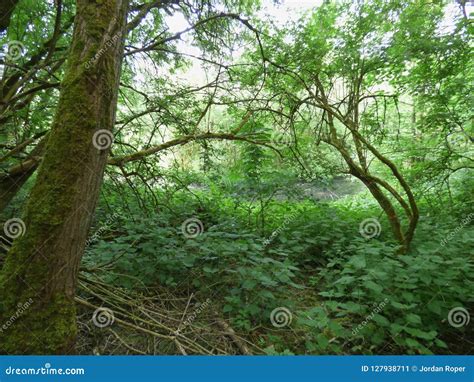 Woodland Country Park Stock Image Image Of Natural 127938711