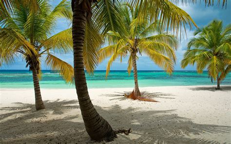 Nature Landscape Beach Tropical Palm Trees Dominican Republic Sea