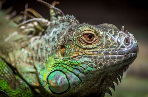 Iguana Wallpapers High Quality Download Free