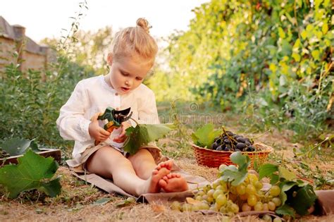 Grapes Harvest Little Baby Girl Picks Grape Harvest In Summer Time At